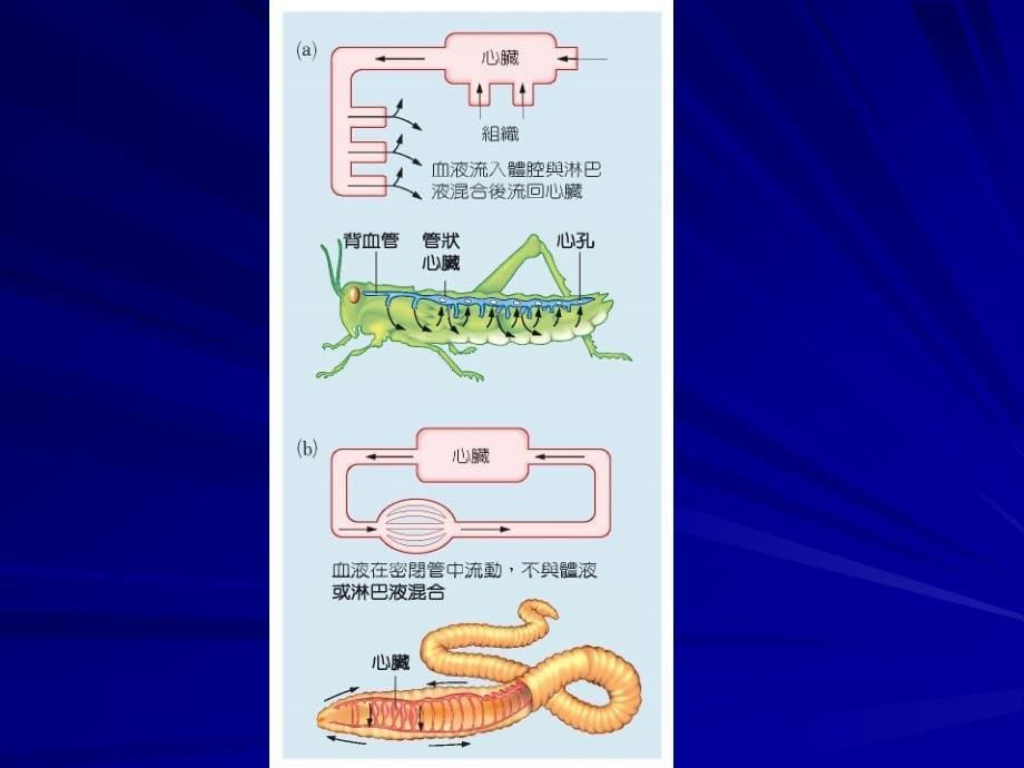 医学课件心血管循环系统_第5页