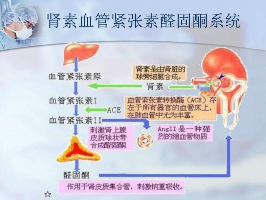 原发性醛固酮增多症ppt课件_图文.ppt_第5页