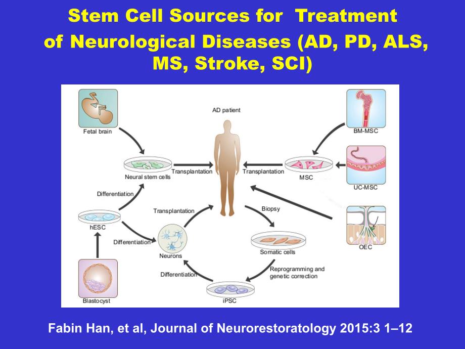 神经退行性疾病干细胞移植治疗：目前研究现状与未来展望_ppt课件_第2页
