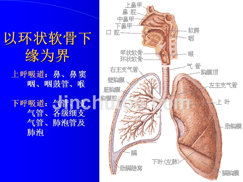 【医学ppt课件】小儿呼吸系统疾病(46p)_第4页