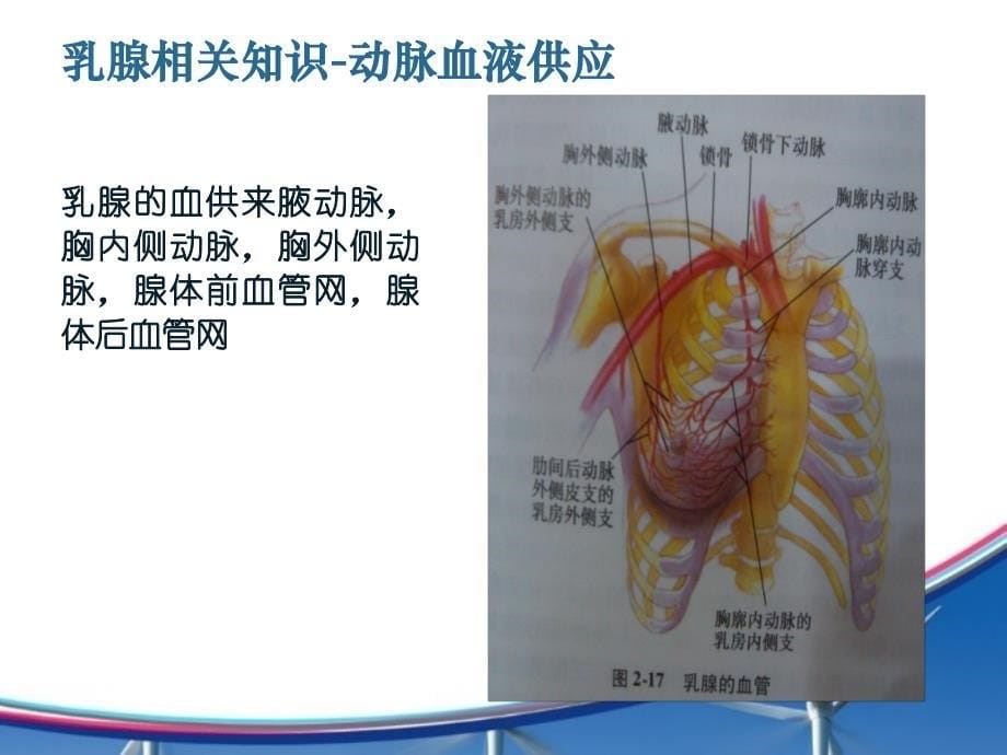 乳腺癌保乳手术的护理查房课件_第5页