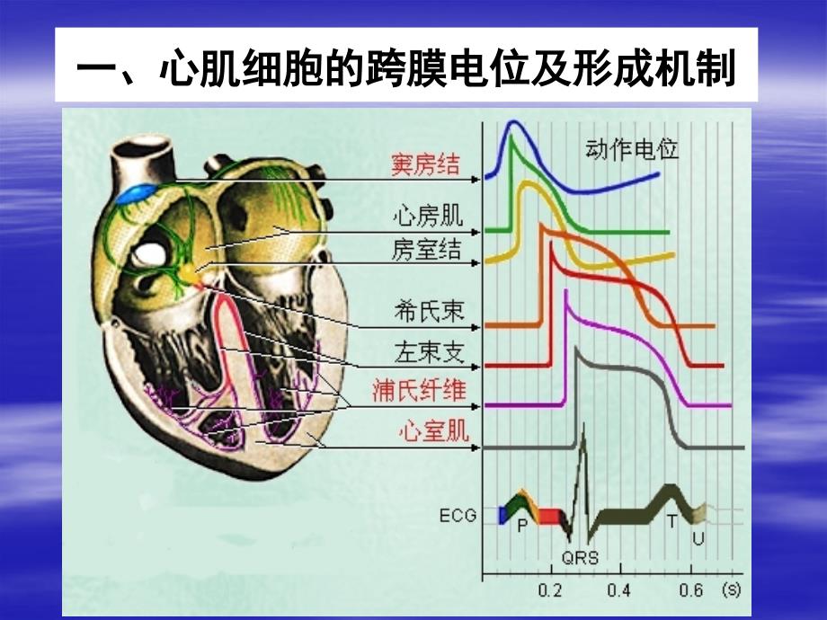 【医学ppt课件】心脏的生物电活动和生理特性_第4页