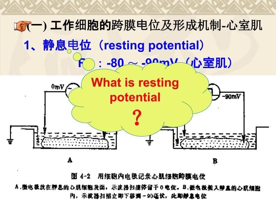 【医学ppt课件】心脏的生物电活动和生理特性_第5页