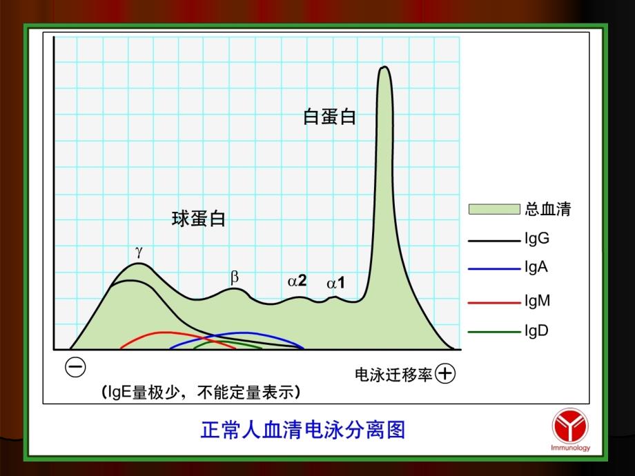 ppt课件-第4章 免疫球蛋白133123_第4页