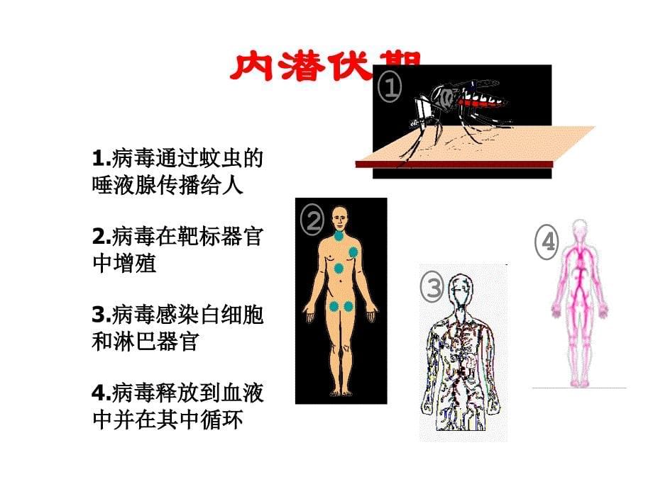 蚊虫及其防制课件_第5页