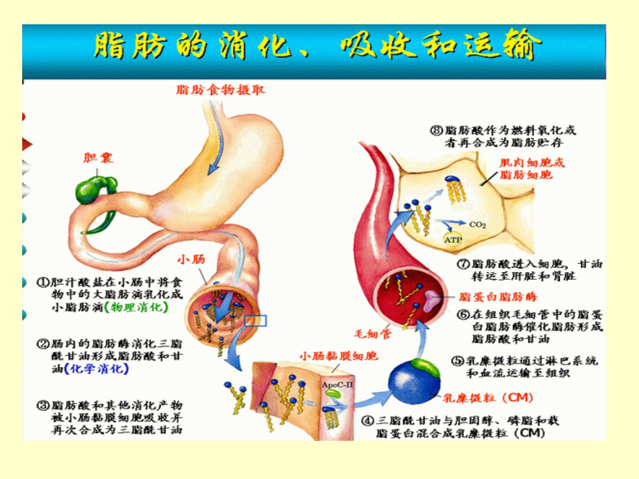 【医学课件大全】脂类代谢 (63p)_第2页