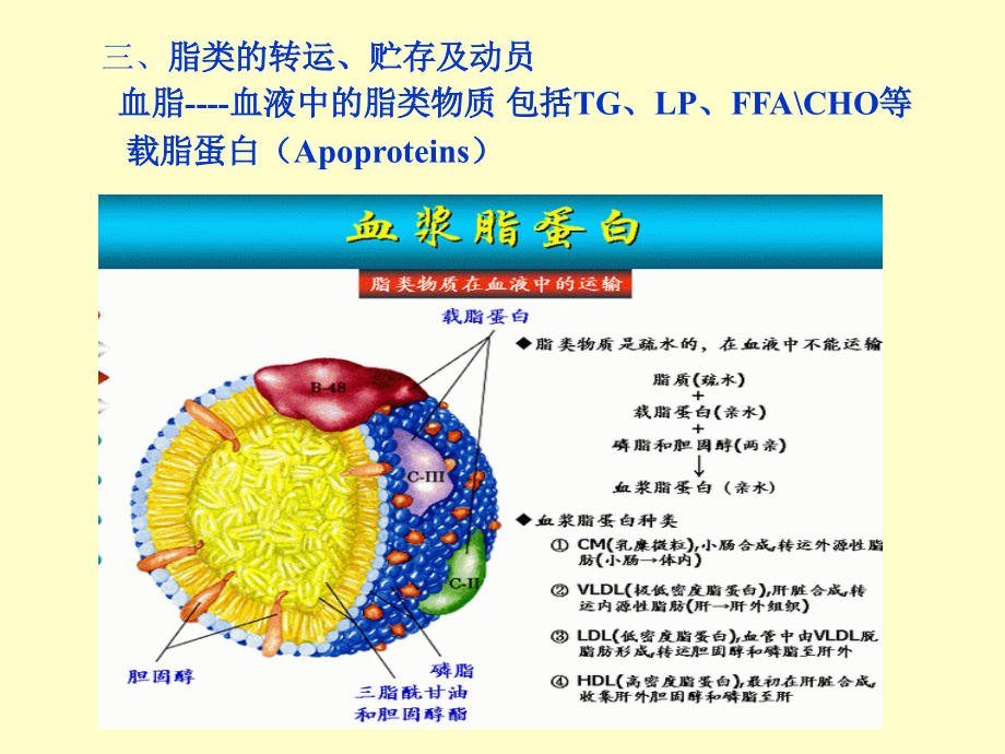 【医学课件大全】脂类代谢 (63p)_第3页