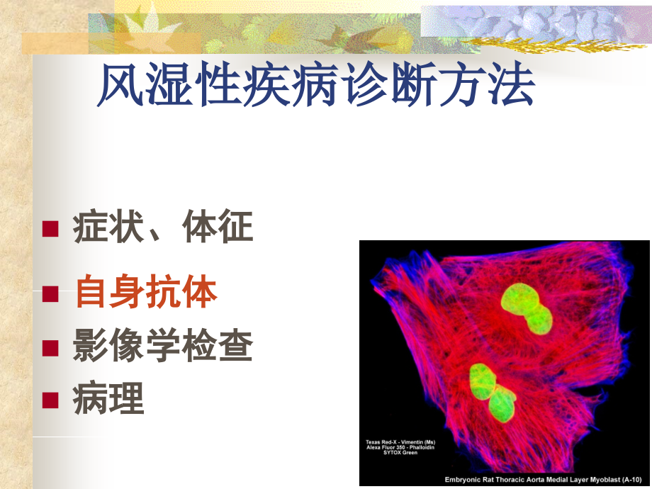 唐福林-风湿性疾病中自身抗体的临床意义06-71课件_第2页