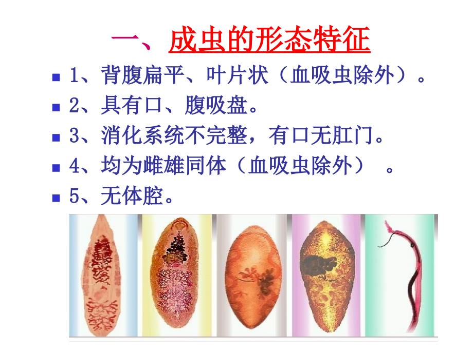 【医学ppt课件】第37章 吸虫_第4页