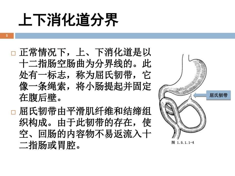 常见消化系统疾病的诊治规范与典型病例分析课件_第5页