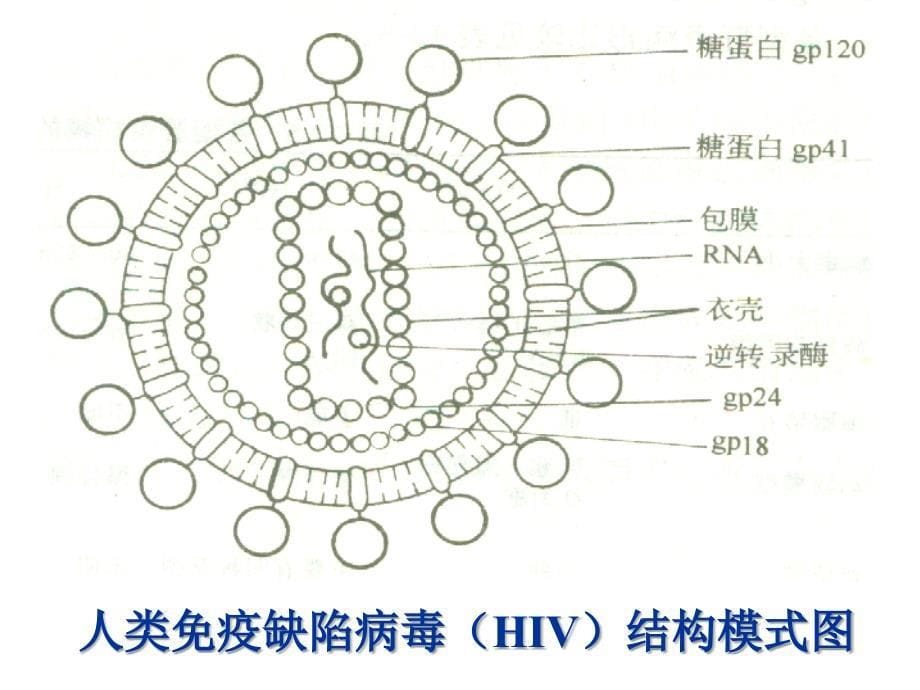 逆转录病毒及其他病毒课件_第5页