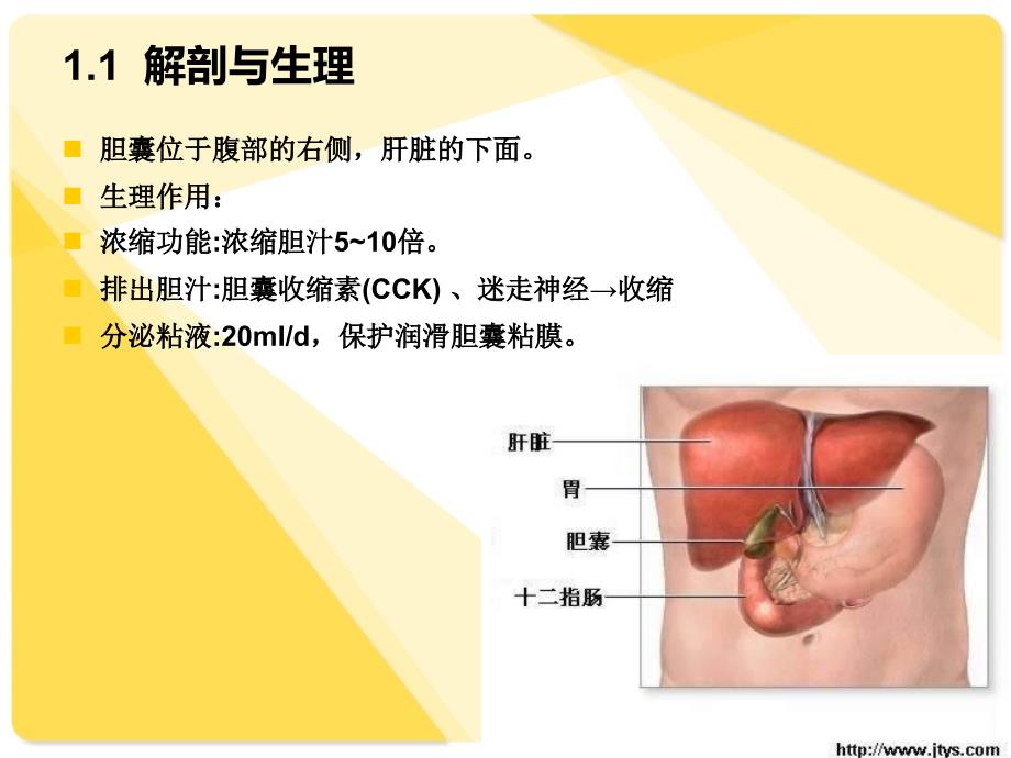 胆囊结石患者围手术期的护理-李永瑶课件_第3页