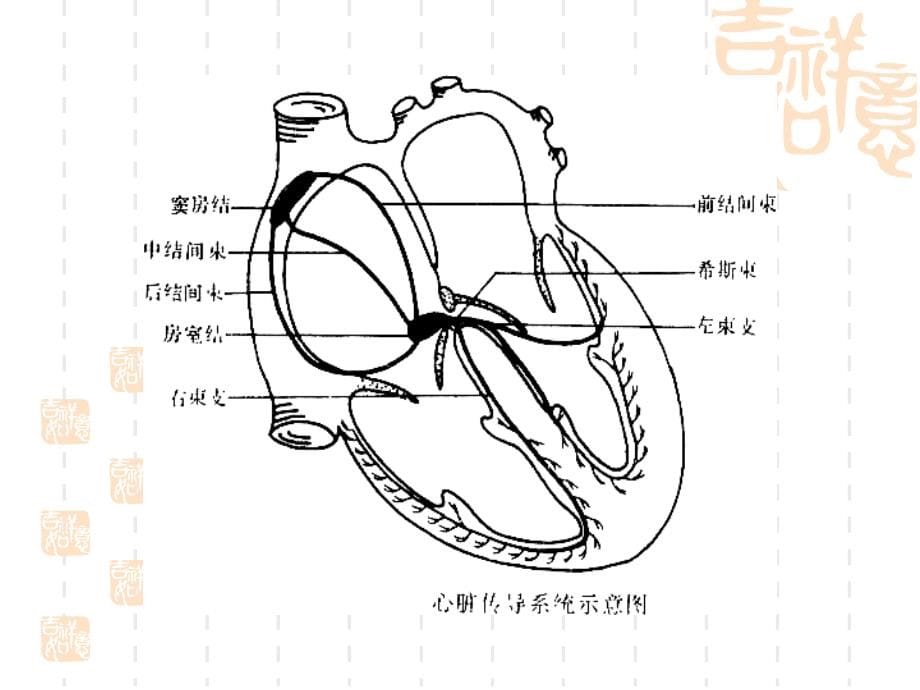 【医学ppt课件】心律失常（cardiac arrhythmia）_第5页