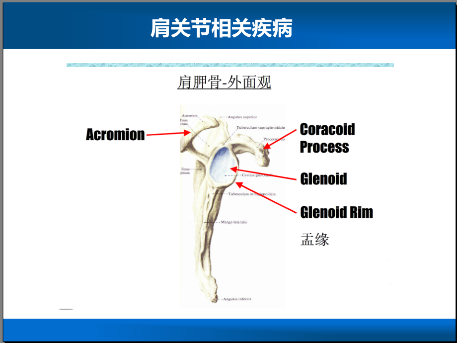 肩关节相关疾病ppt课件_第2页