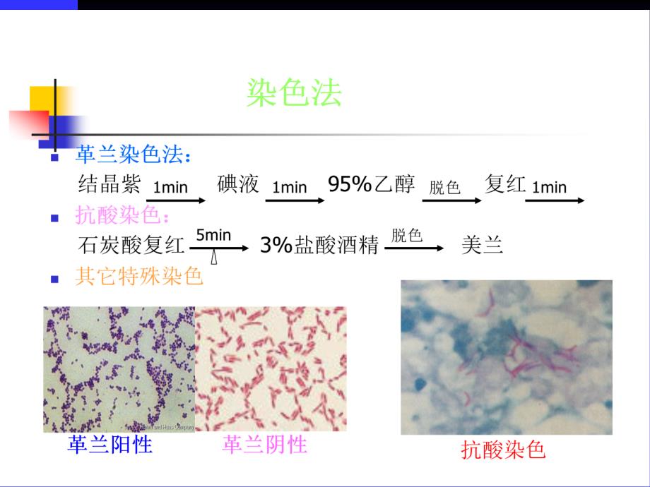 分枝杆菌属(24p)课件_第2页