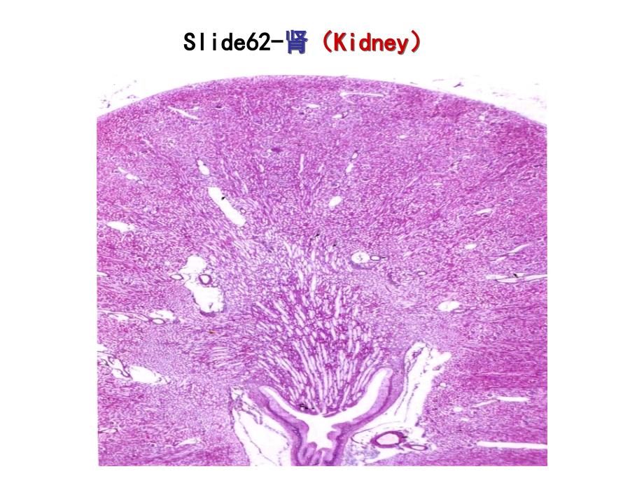 医学课件泌尿实验_第4页