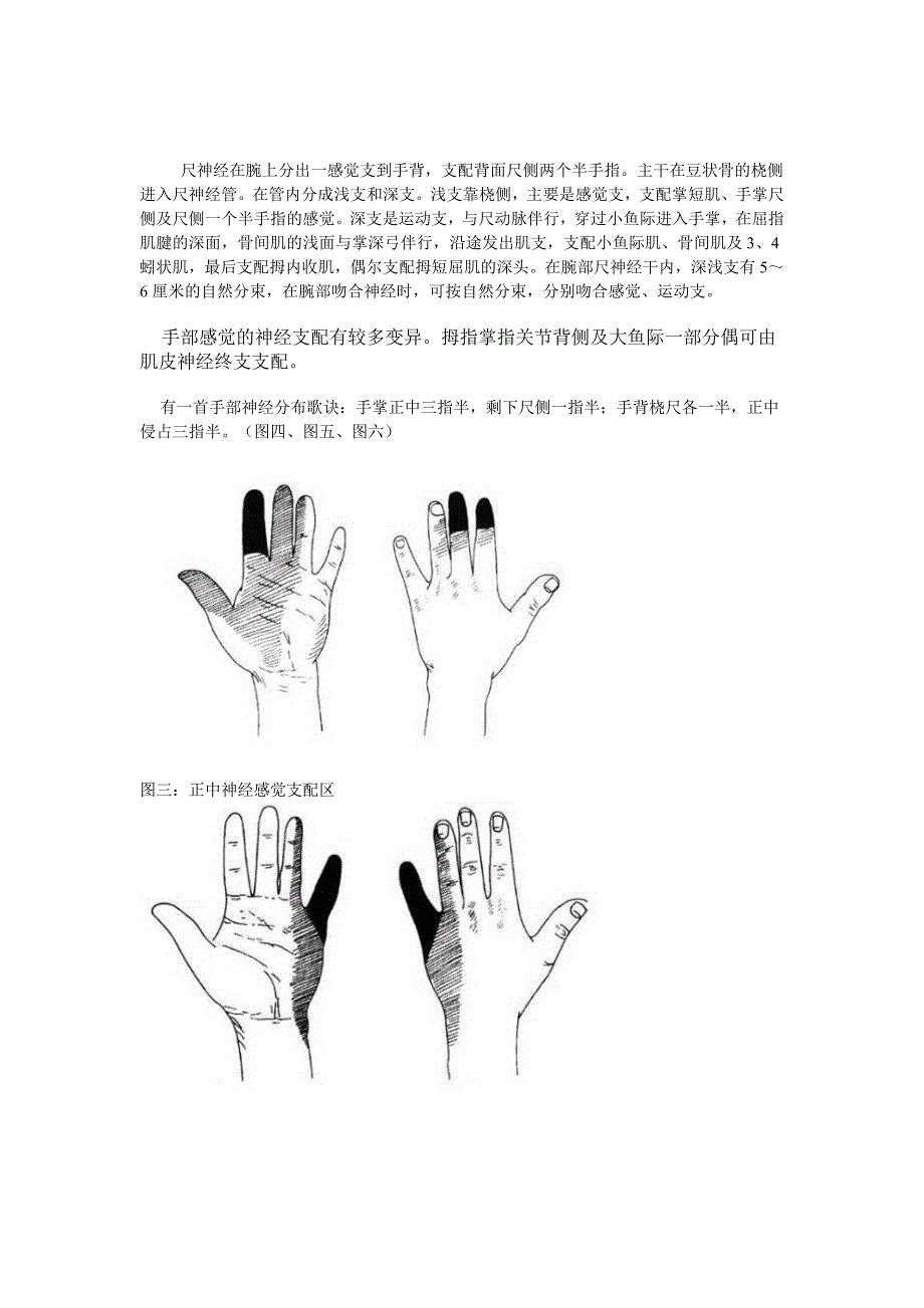 手部神经分布图_第2页