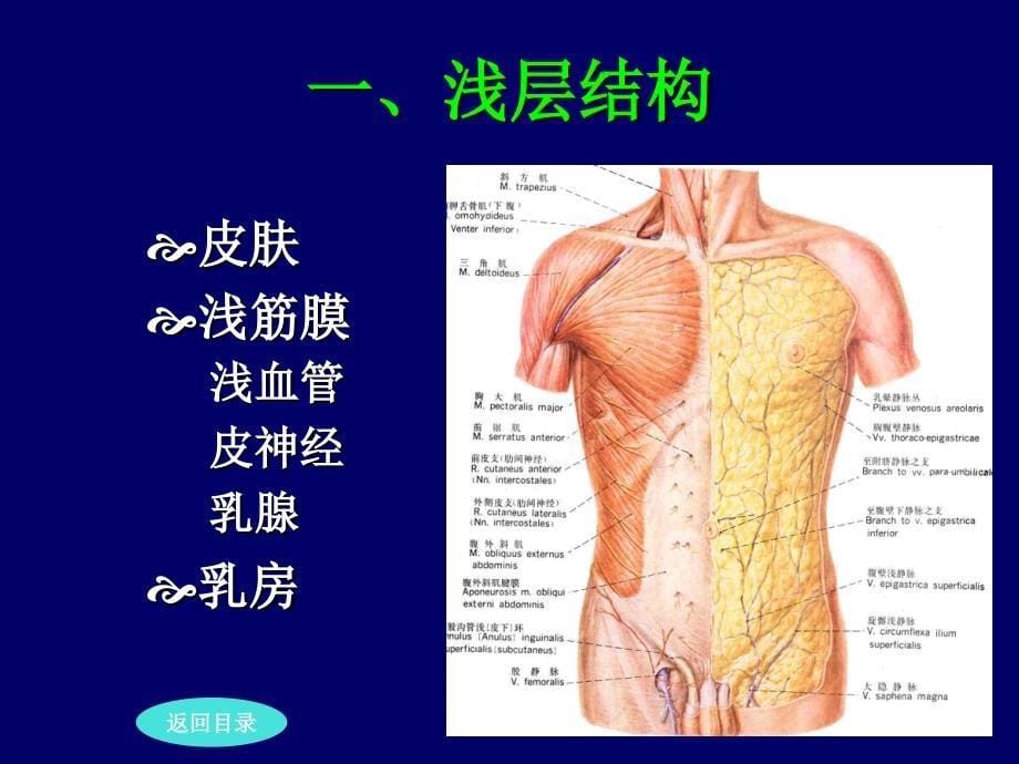 局部解剖学胸壁课件_第5页