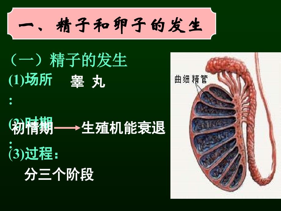 高三生物《胚胎工程》 ppt课件_第2页