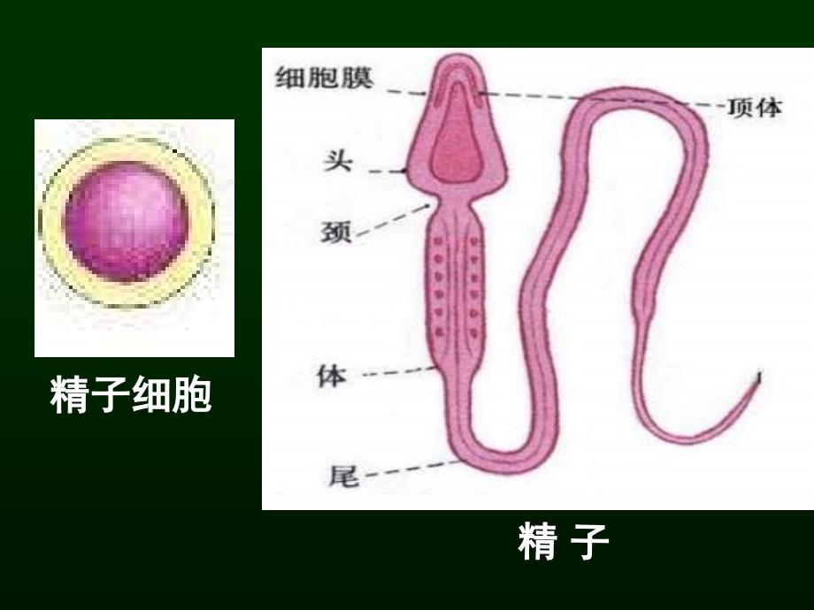 高三生物《胚胎工程》 ppt课件_第4页