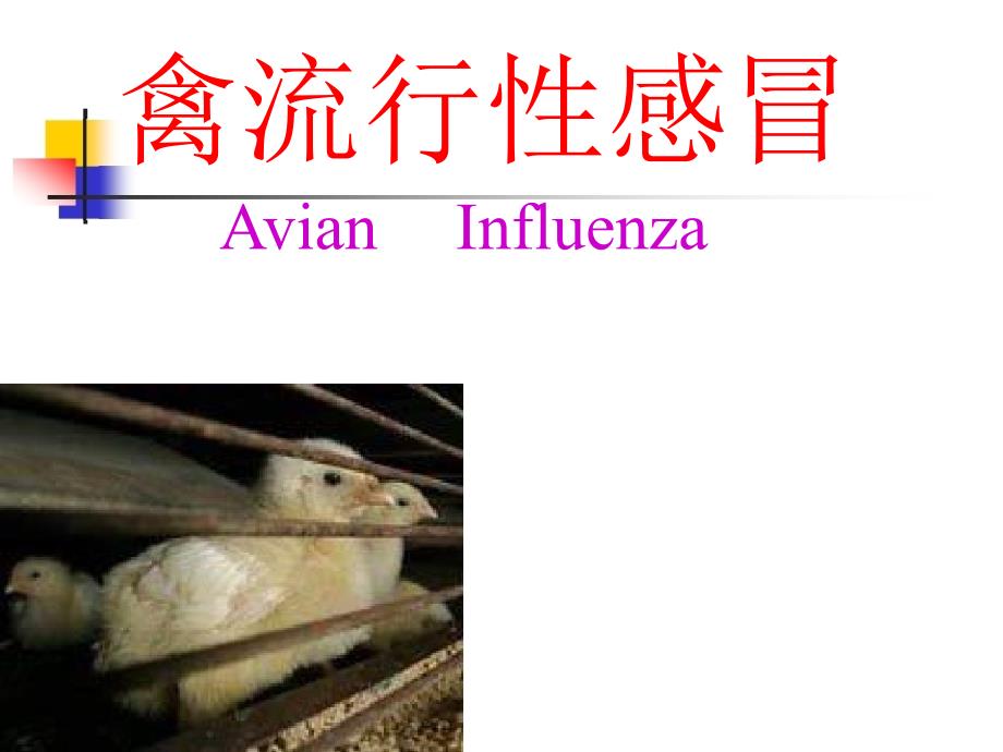 禽流行性感冒课件_第1页