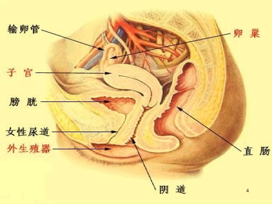 妇科疾病超声诊断 朱剑芳课件_第4页