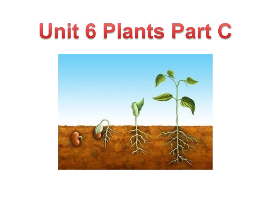 《unit 6 plants课件》小学英语深港版英语四年级下册课件_第1页