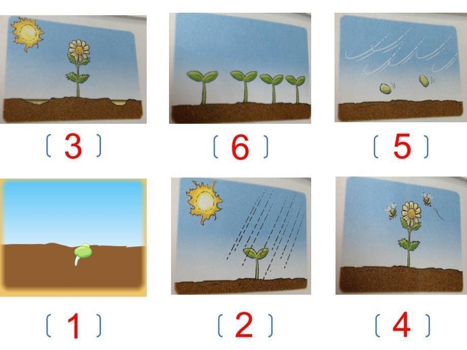 《unit 6 plants课件》小学英语深港版英语四年级下册课件_第5页