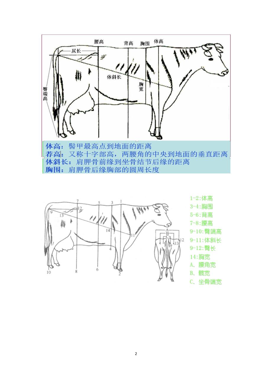 牛体重测量方法(图文)_第2页