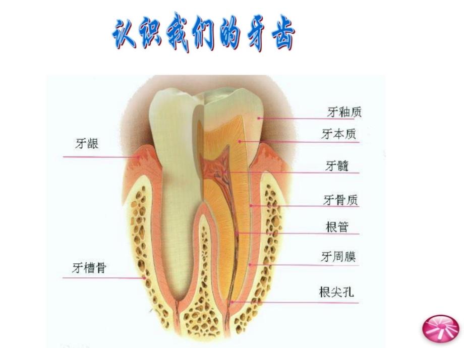 全国爱牙日爱牙护牙知识一年级小学_第4页