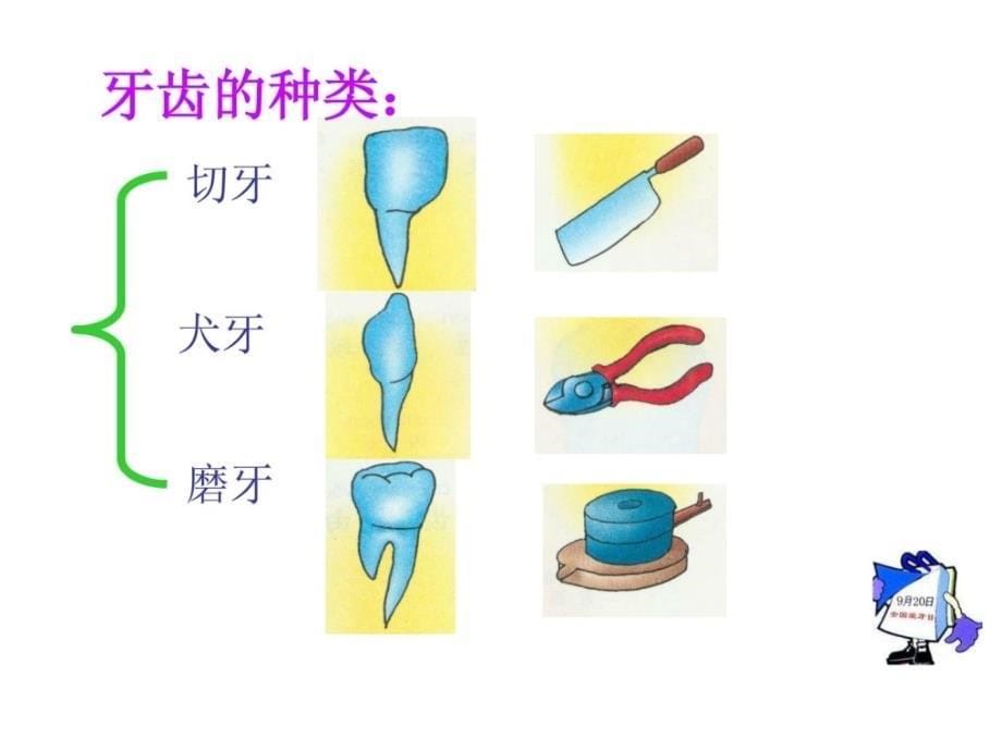 全国爱牙日爱牙护牙知识一年级小学_第5页