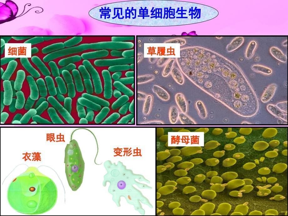 单细胞生物新ppt课件_第5页