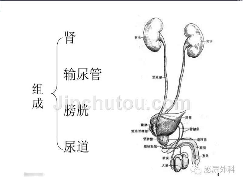 泌尿系统常见疾病ppt课件_第3页