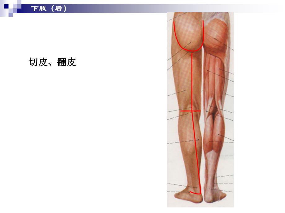 下肢局解ppt课件_第2页