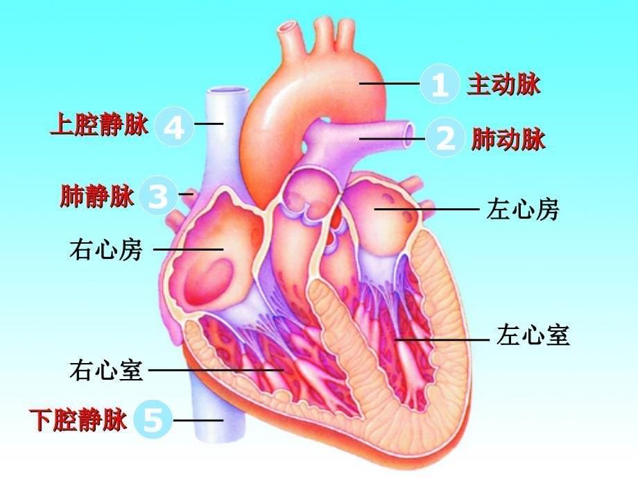 血液循环50275ppt课件_第5页