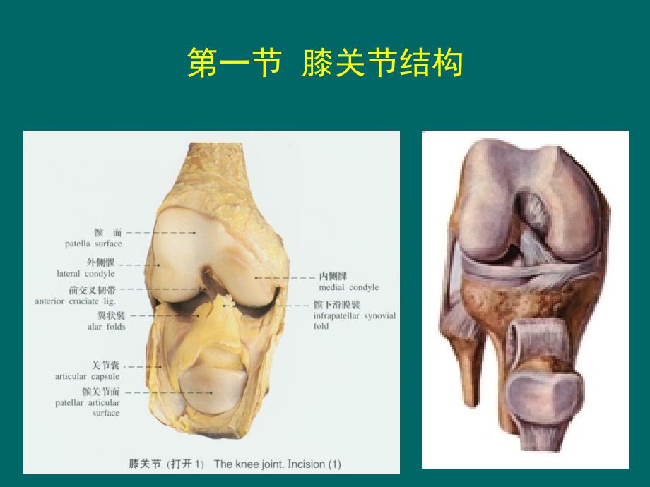 膝关节损伤及运动疗法课件_第2页