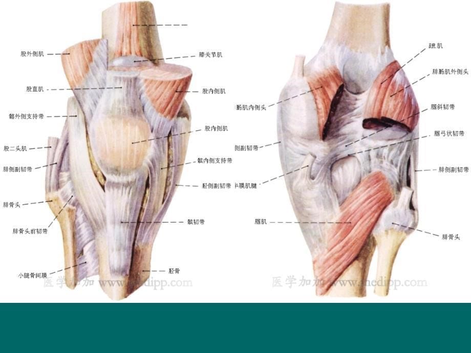 膝关节损伤及运动疗法课件_第5页