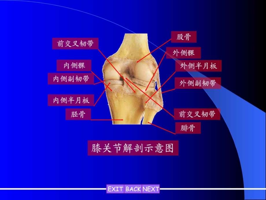 膝关节侧副韧带损伤图文课件_第4页