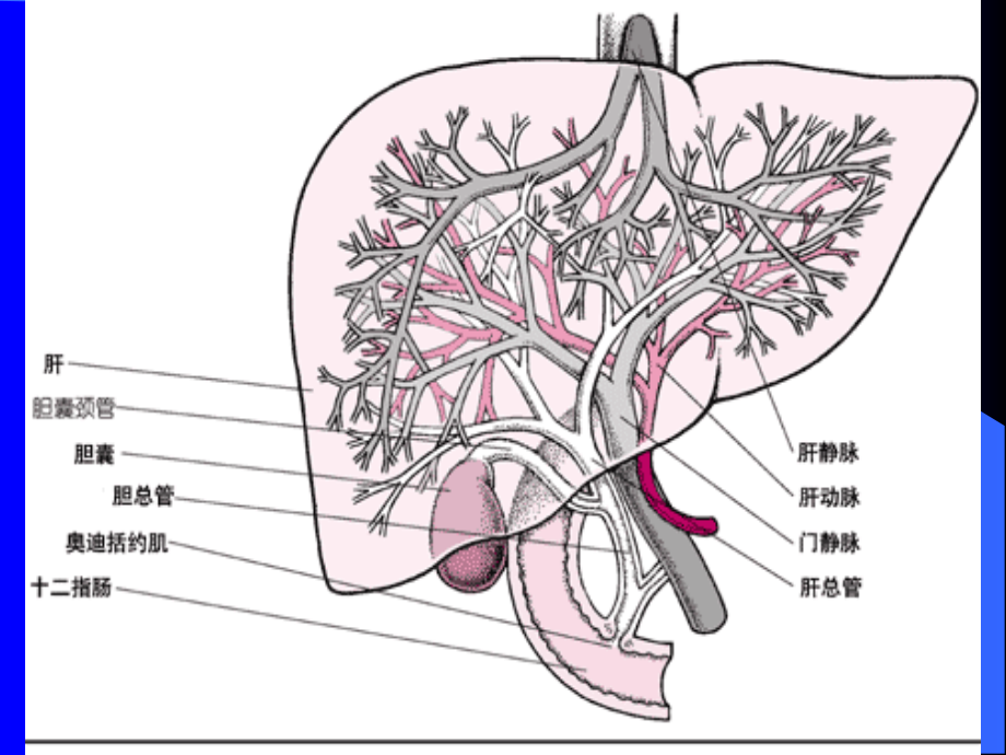 医学ppt课件胆道疾病_第3页