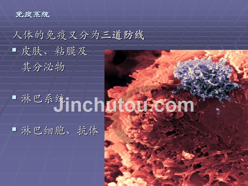 医学课件免疫系统_第5页