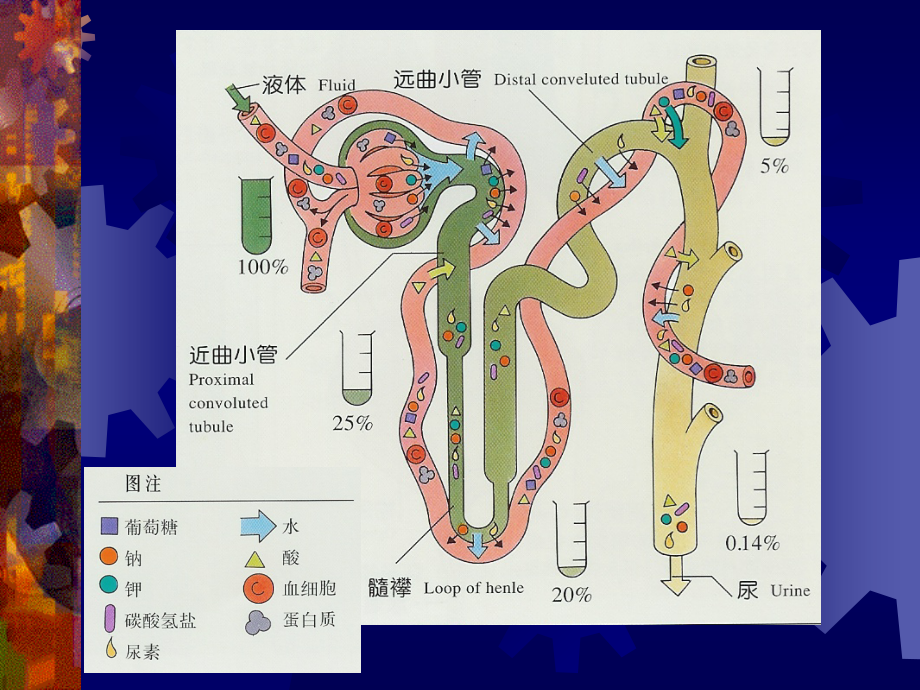 医学课件尿液检查_第4页