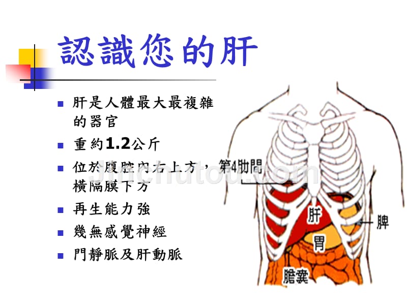 医学课件型肝炎_第3页