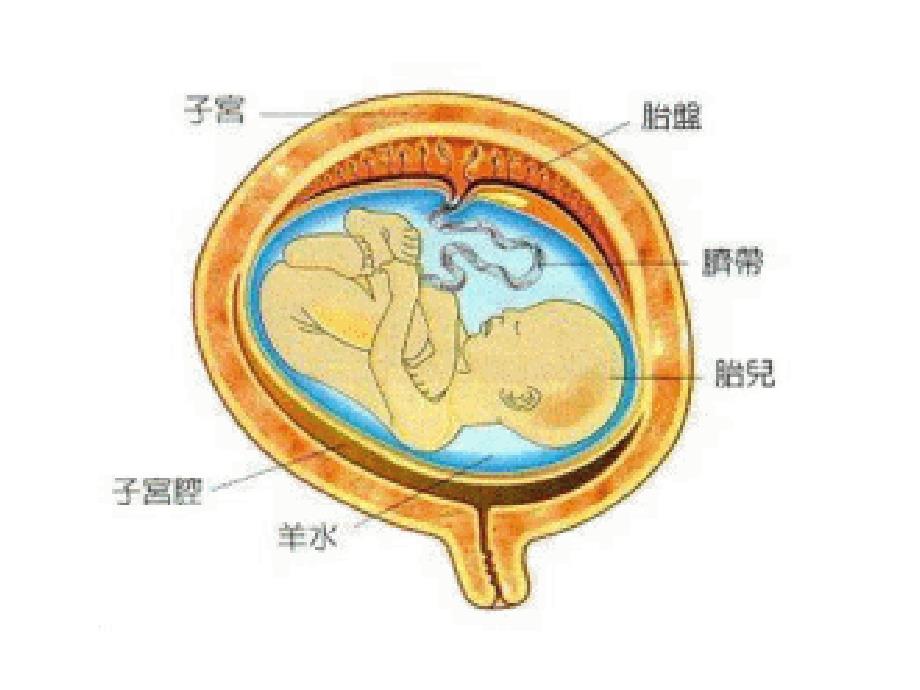 臍帶血真的是萬靈丹_第2页