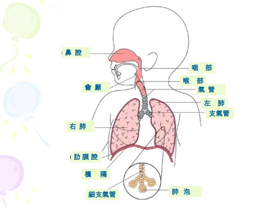 普通感冒流感禽流感_第2页