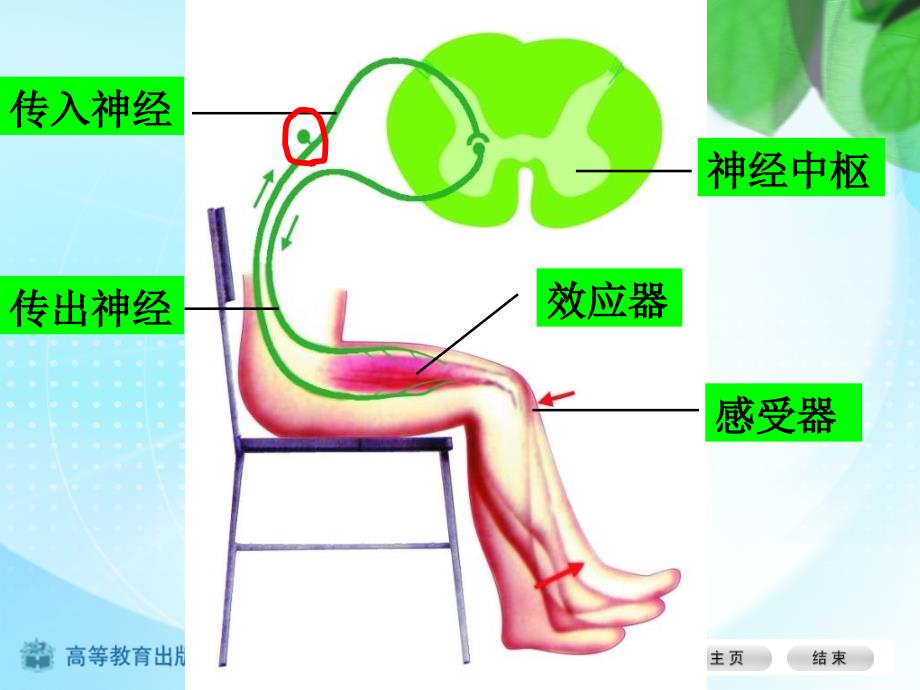 视觉的形成二ppt课件_第4页