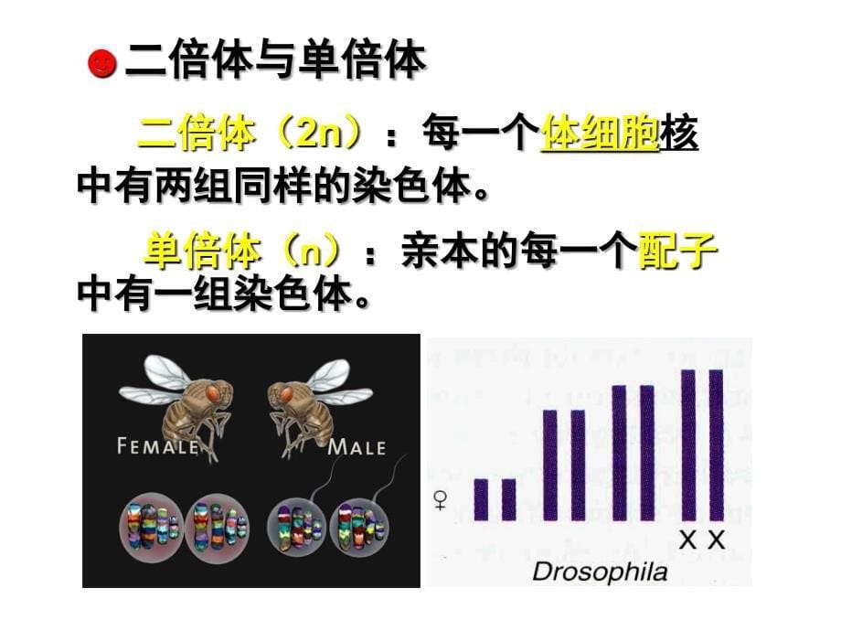 遗传学第2章ppt课件_第5页