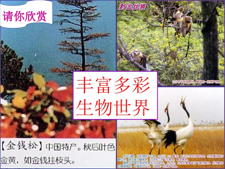 陕西省石泉县池河中学七年级生物上册_第一单元_第一章 第1节 生物的特征课件 （新版）新人教版_第2页