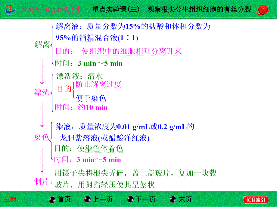 重点实验课(三)观察根尖分生组织细胞的有丝分裂_第3页