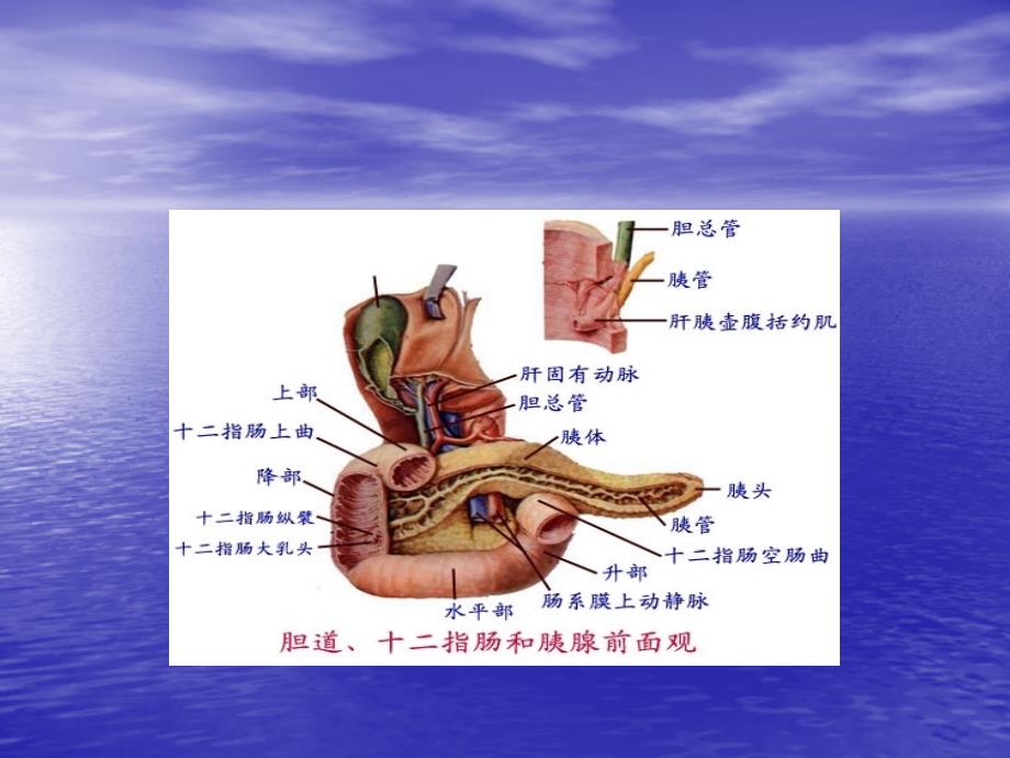 胰头癌护理查房医学_第3页