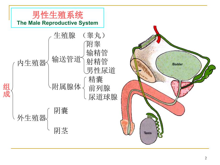 生殖系统课件_第2页